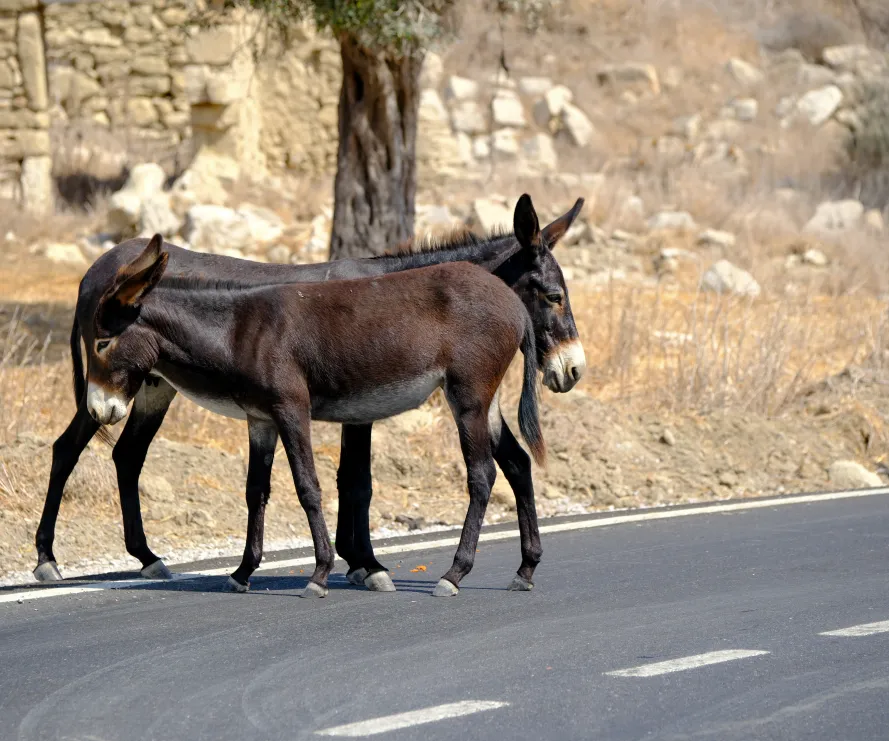 Wild donkeys Karpaz