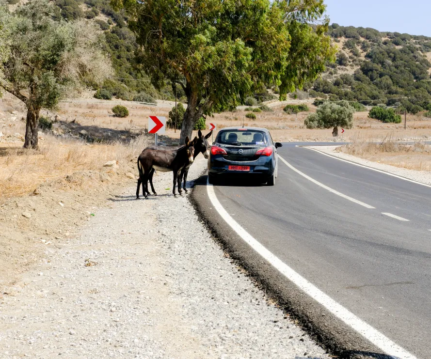 Wild donkeys Karpaz