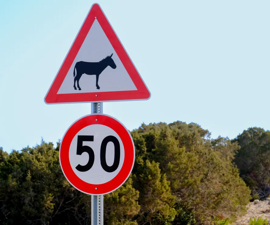 Wild donkeys Karpaz