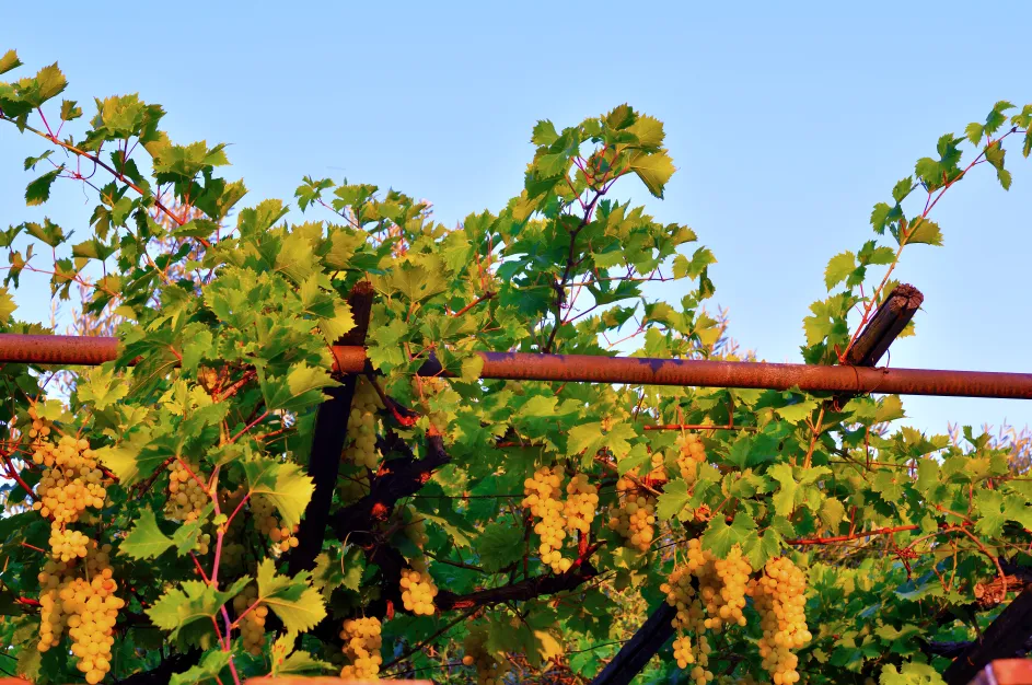 Gilham Vineyard Hotel